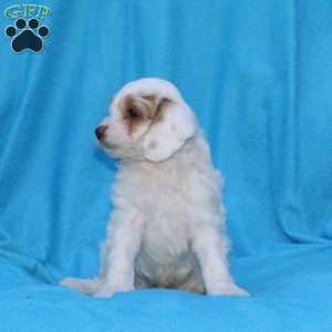 Smudge, Cockapoo Puppy